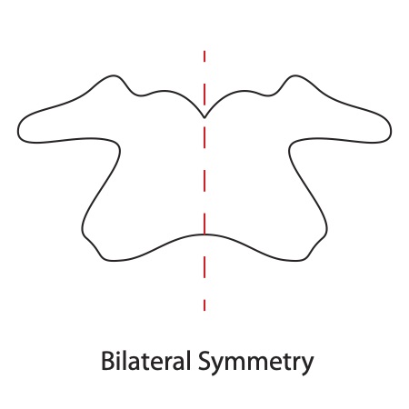 bilateral-symmetry bilateral-symmetry