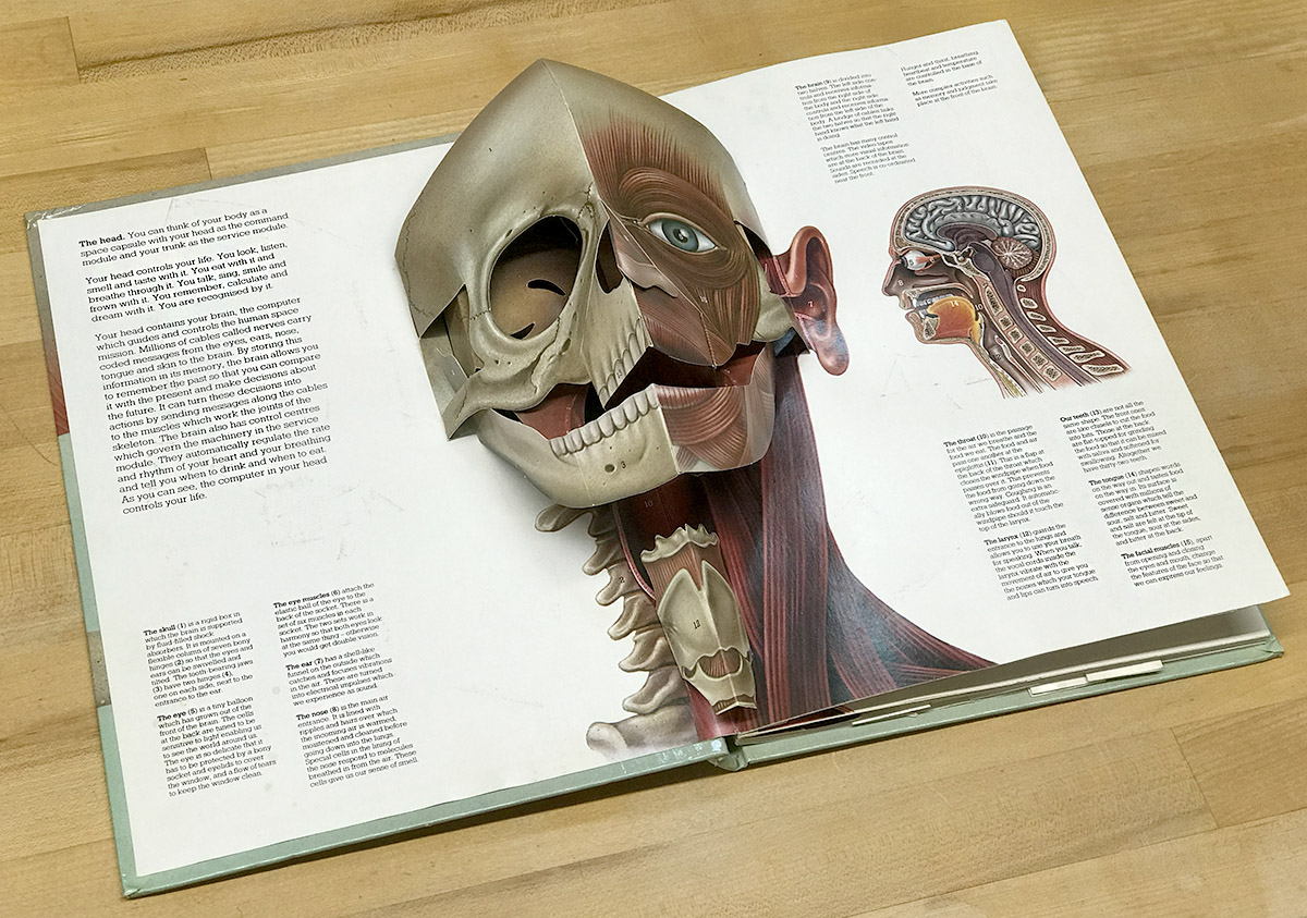 the-human-body