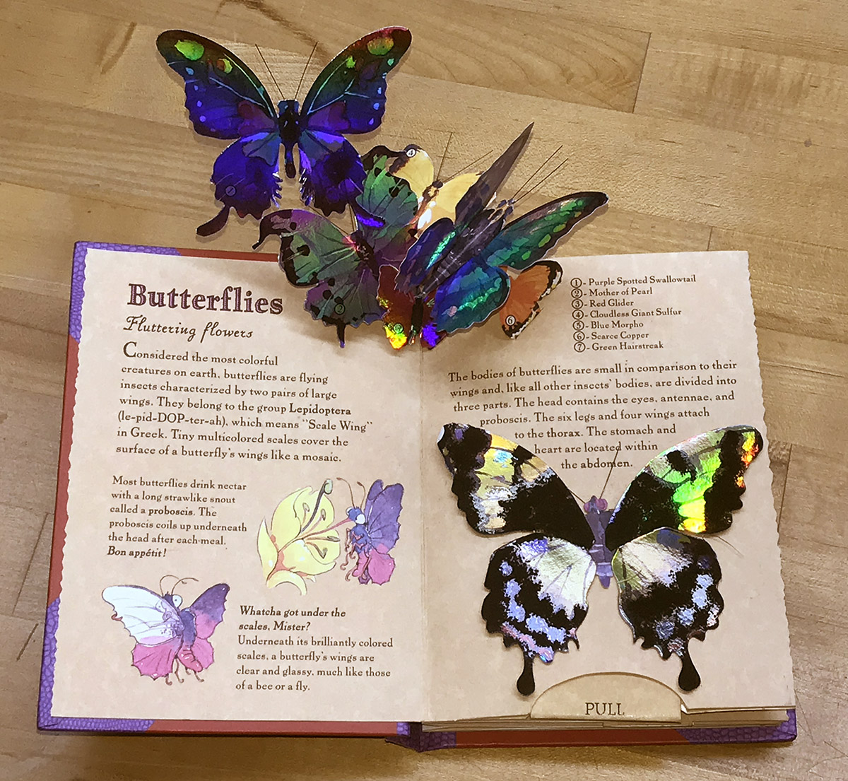 Young Naturalist's Pop-Up Handbook - BUTTERFLIES, by Robert Sabuda and Matthew Reinhart. young-naturalist-pop-up-handbook-butterflies