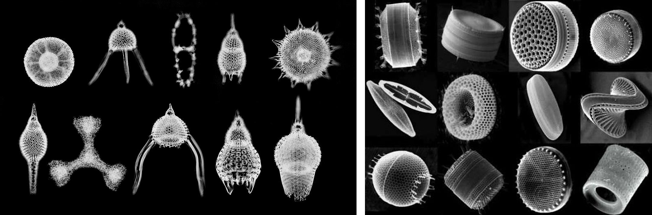 Some diatoms can be classified as spherical, others as cylindrical, yet there is an endless array of possible shapes. diatoms